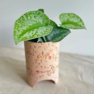 Capra Designs Planter & Silver Pothos