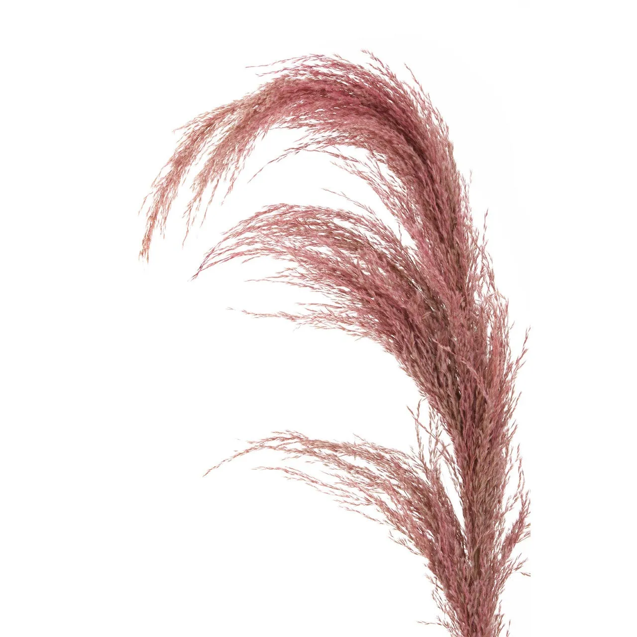 Fiori Pampas Grass Pink Stem