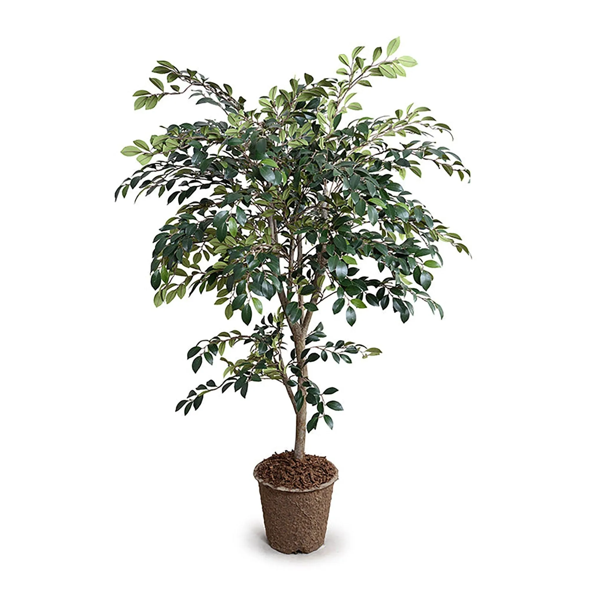 Ruscus Tree 56"