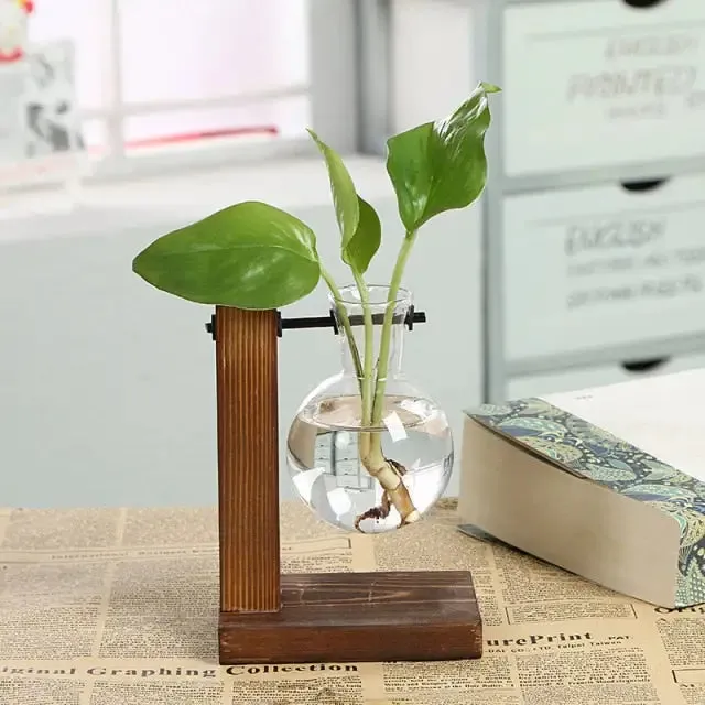 Transparent Plant Vases